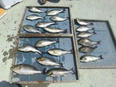 大進丸（愛知） 釣果