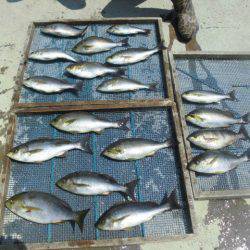 大進丸（愛知） 釣果