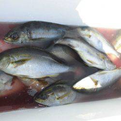 大進丸（愛知） 釣果