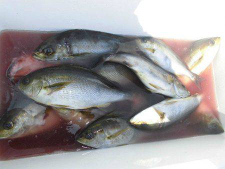 大進丸（愛知） 釣果