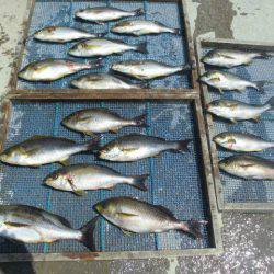 大進丸（愛知） 釣果