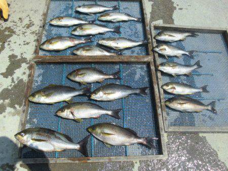 大進丸（愛知） 釣果