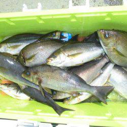 大進丸（愛知） 釣果