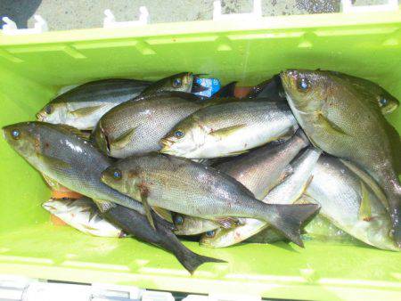 大進丸（愛知） 釣果