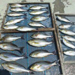 大進丸（愛知） 釣果