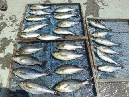 大進丸（愛知） 釣果