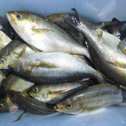 大進丸（愛知） 釣果