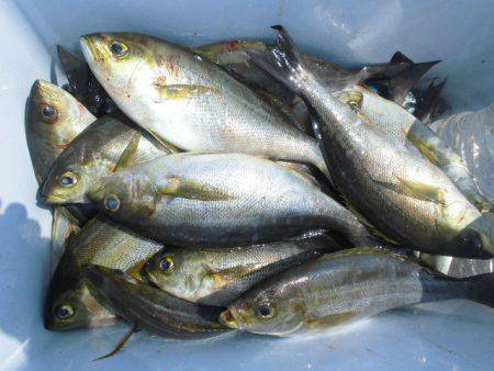 大進丸（愛知） 釣果