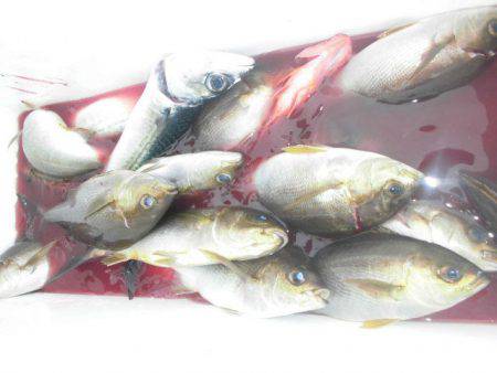 大進丸（愛知） 釣果