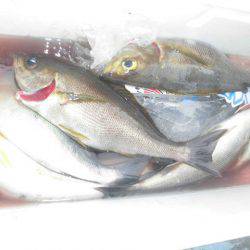 大進丸（愛知） 釣果