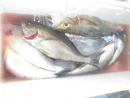 大進丸（愛知） 釣果