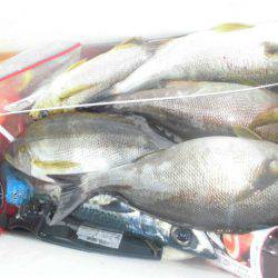 大進丸（愛知） 釣果