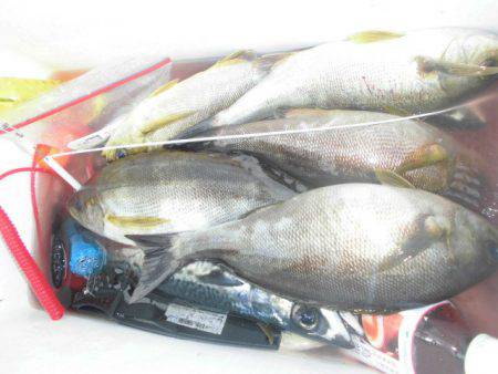 大進丸（愛知） 釣果