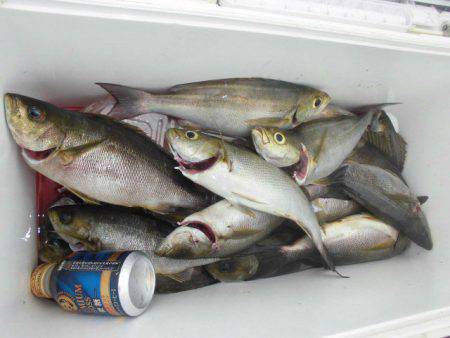 大進丸（愛知） 釣果