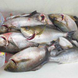 大進丸（愛知） 釣果