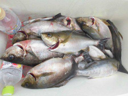 大進丸（愛知） 釣果