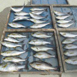 大進丸（愛知） 釣果