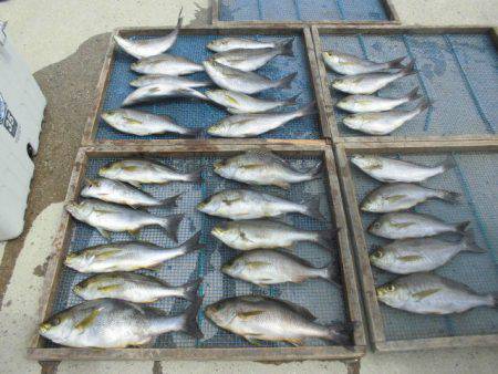 大進丸（愛知） 釣果