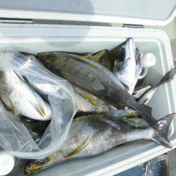 大進丸（愛知） 釣果