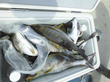 大進丸（愛知） 釣果