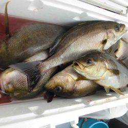 大進丸(愛知) 釣果