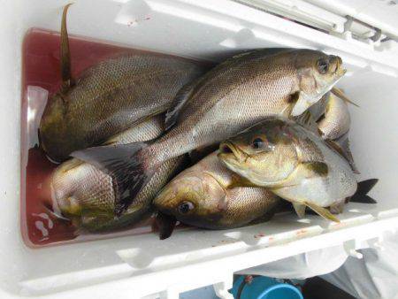 大進丸(愛知) 釣果