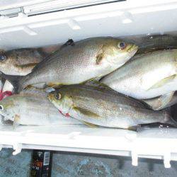 大進丸(愛知) 釣果