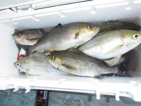 大進丸(愛知) 釣果