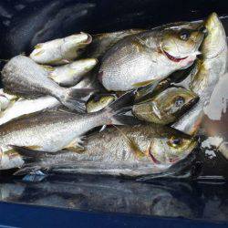 大進丸(愛知) 釣果