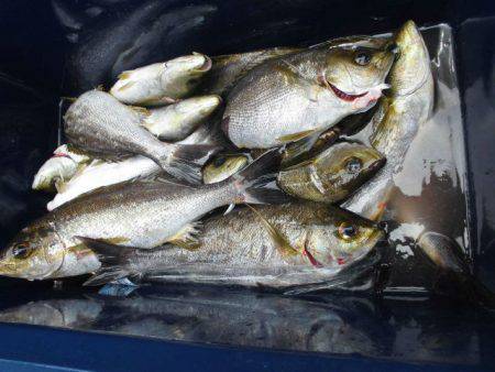 大進丸(愛知) 釣果