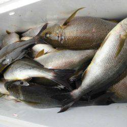 大進丸(愛知) 釣果