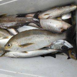 大進丸(愛知) 釣果