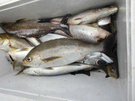 大進丸(愛知) 釣果