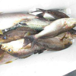 大進丸(愛知) 釣果