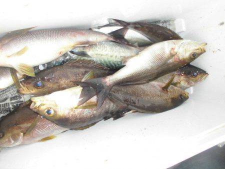 大進丸(愛知) 釣果