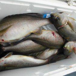 大進丸(愛知) 釣果