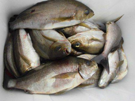 大進丸(愛知) 釣果