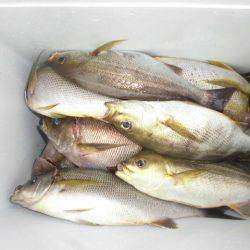 大進丸(愛知) 釣果