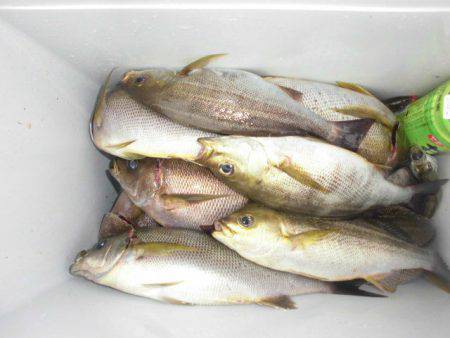 大進丸(愛知) 釣果