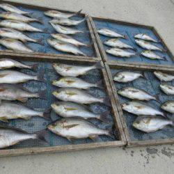 大進丸(愛知) 釣果