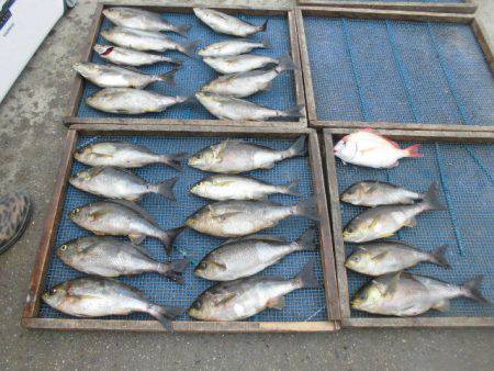 大進丸(愛知) 釣果