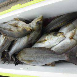 大進丸(愛知) 釣果