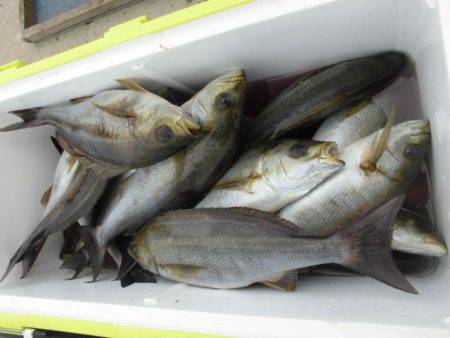 大進丸(愛知) 釣果