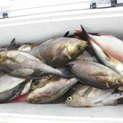 大進丸(愛知) 釣果