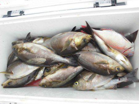 大進丸(愛知) 釣果