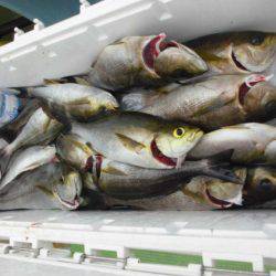 大進丸(愛知) 釣果