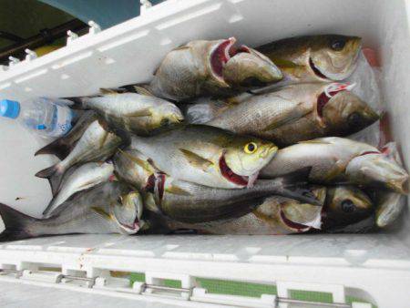 大進丸(愛知) 釣果