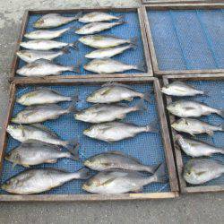 大進丸(愛知) 釣果