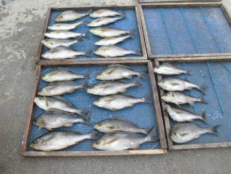 大進丸(愛知) 釣果