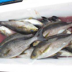 大進丸(愛知) 釣果